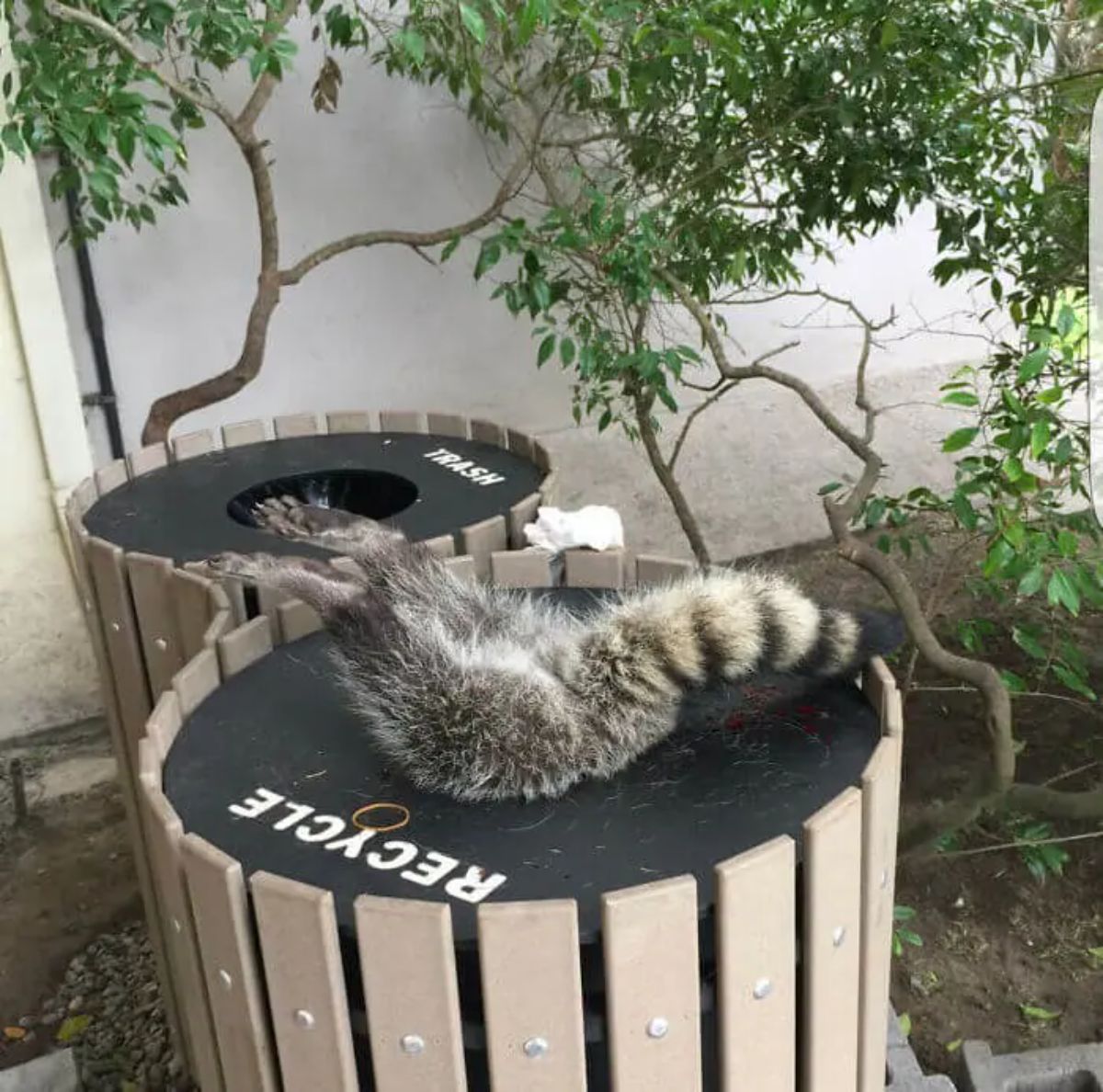 raccoon's back legs and tail sticking out of the small hole at the top of a brown and black recycle bin