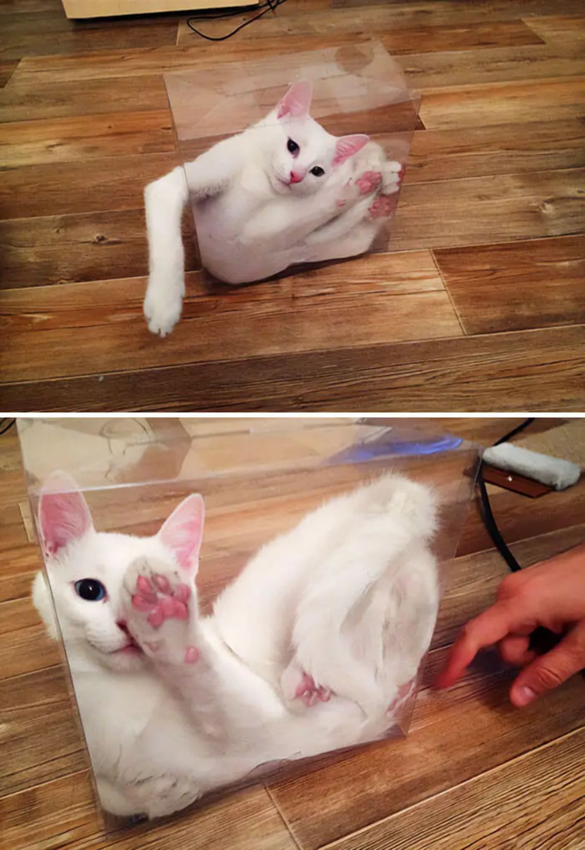 2 photos of a white cat inside a transparent plastic box