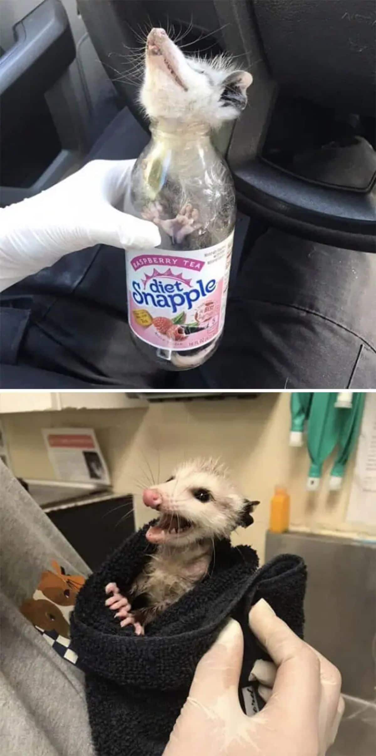 2 photos of an opossum stuck in a plastic bottle with the head sticking out and then rescued and being wrapped in a black blanket