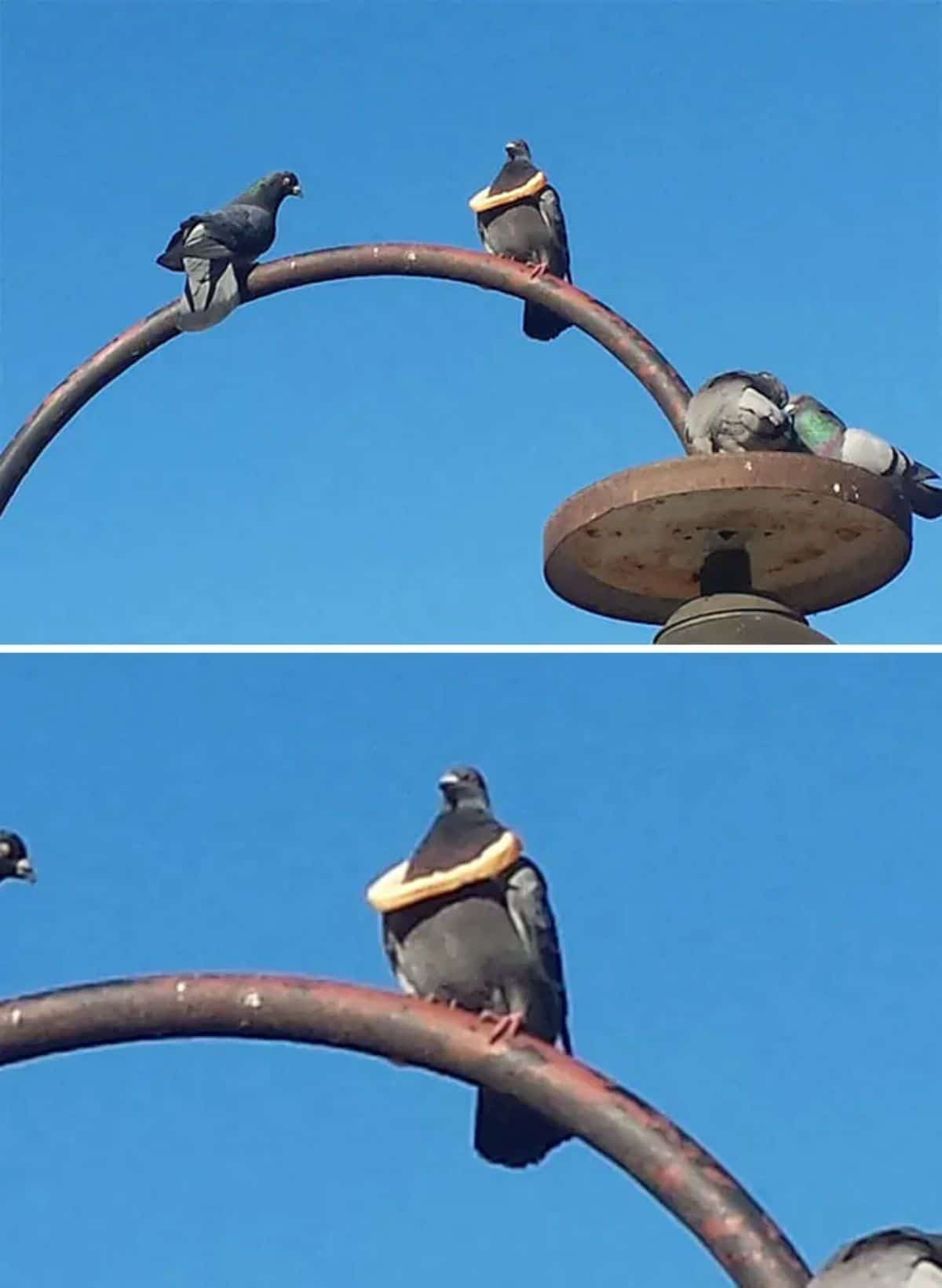 2 photos of a pigeon sitting on a metal bar with a slice of bread around its neck