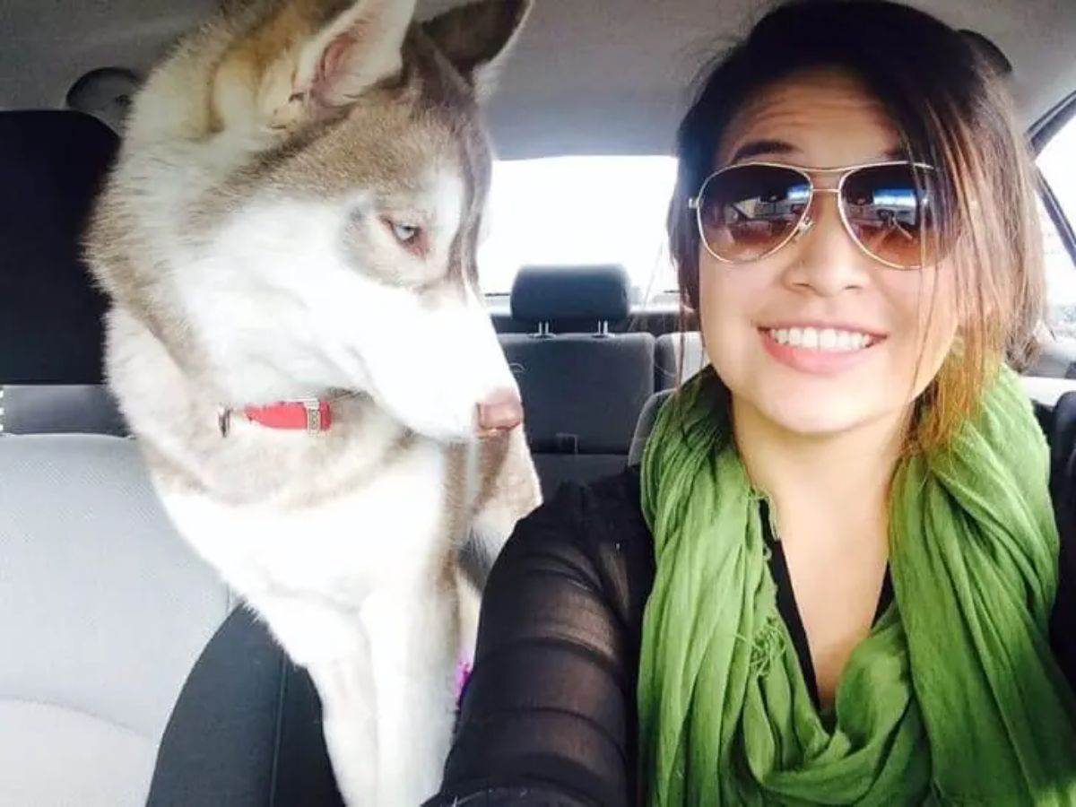 brown and white husky standing in a car looking annoyed at a woman in the driver's seat