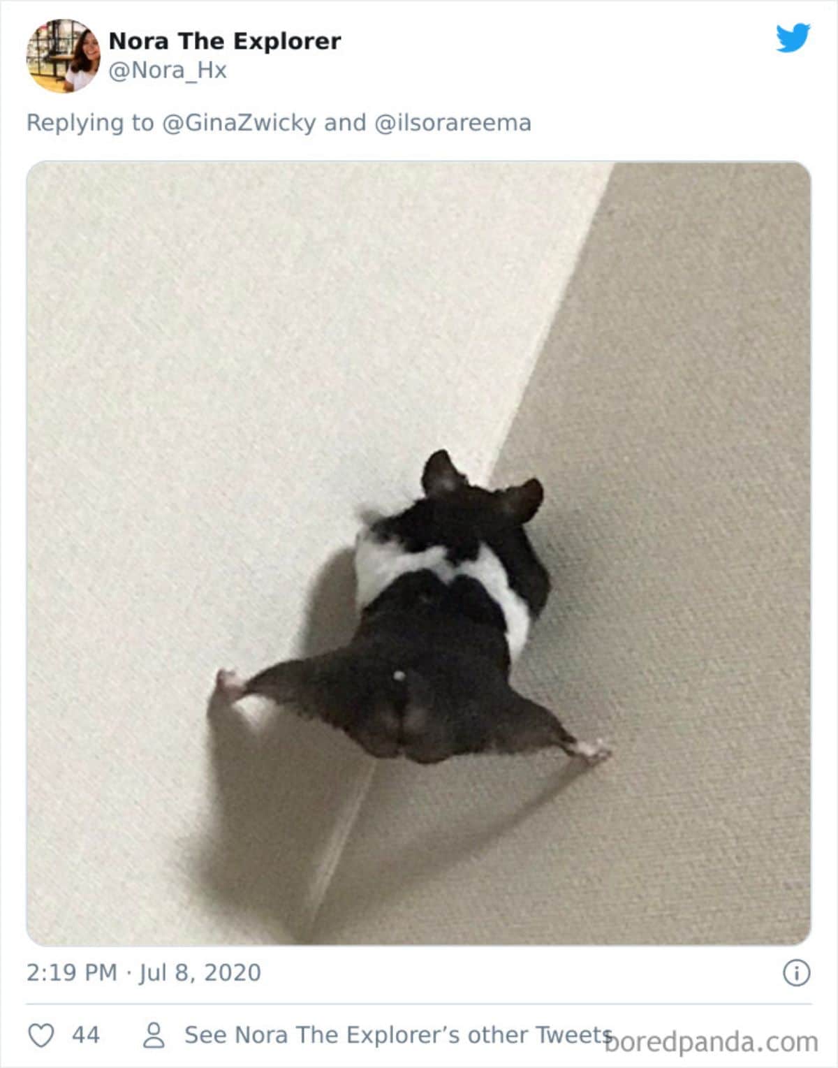 tweet of a black and white hamster on a white sofa with its back legs stretch out on either side