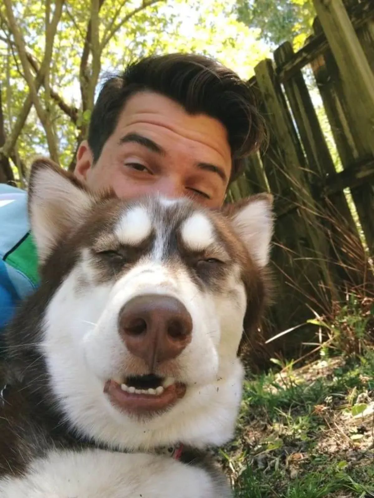 brown and white husky squinting at the camera with a man behind it