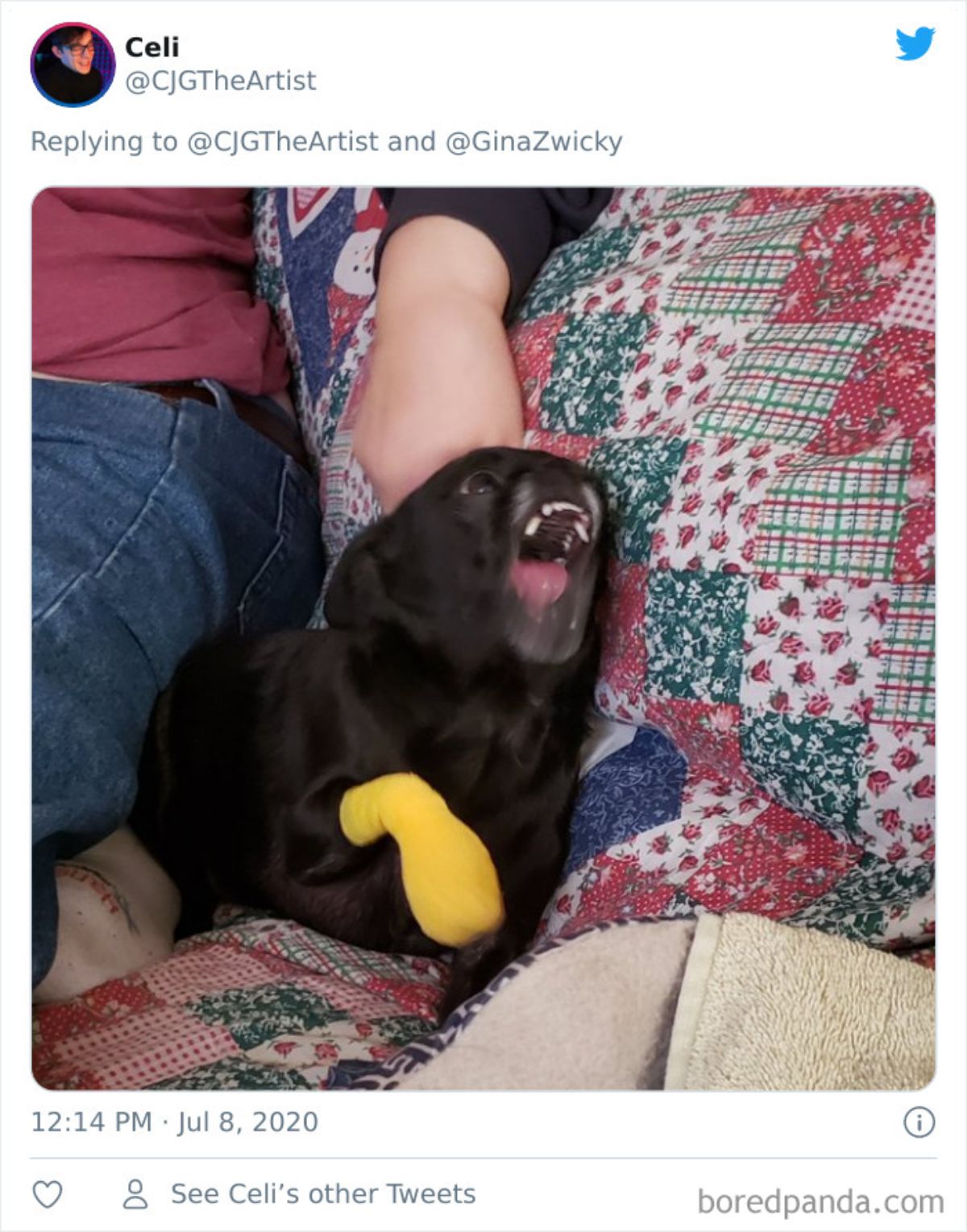 tweet of a black dog laying on a colourful blanket next to a person and the dog is csreaming with a yellow bandage on its front paw
