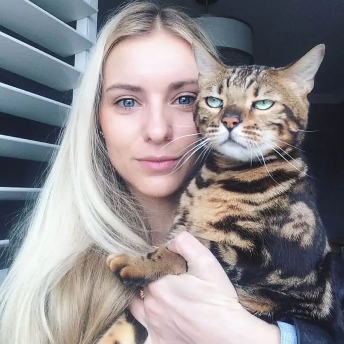 brown bengal cat looking annoyed being held by a woman