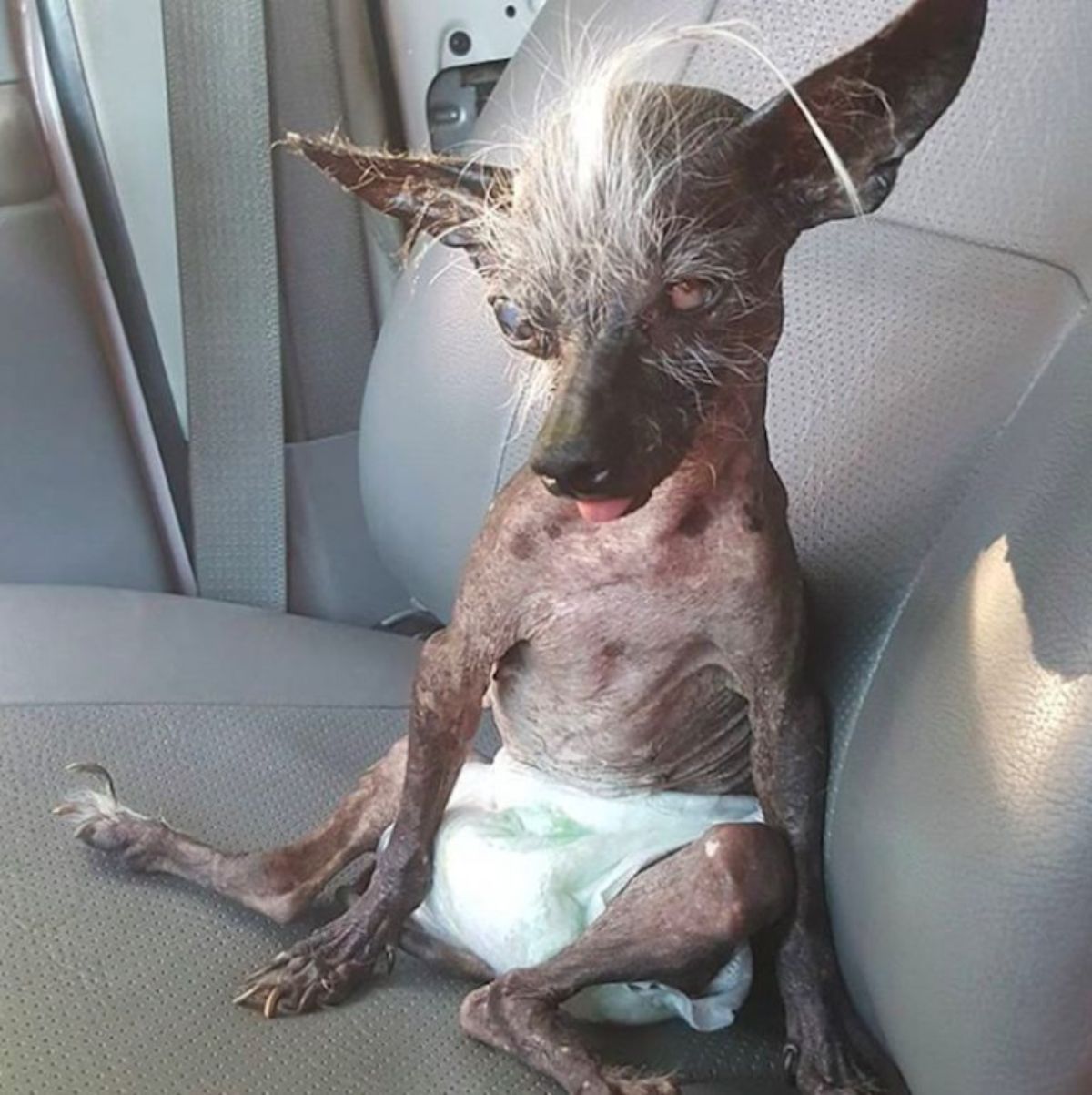 brown hairless dog with white tufts of fur on the forehead sitting on a grey car seat wearing a green diaper
