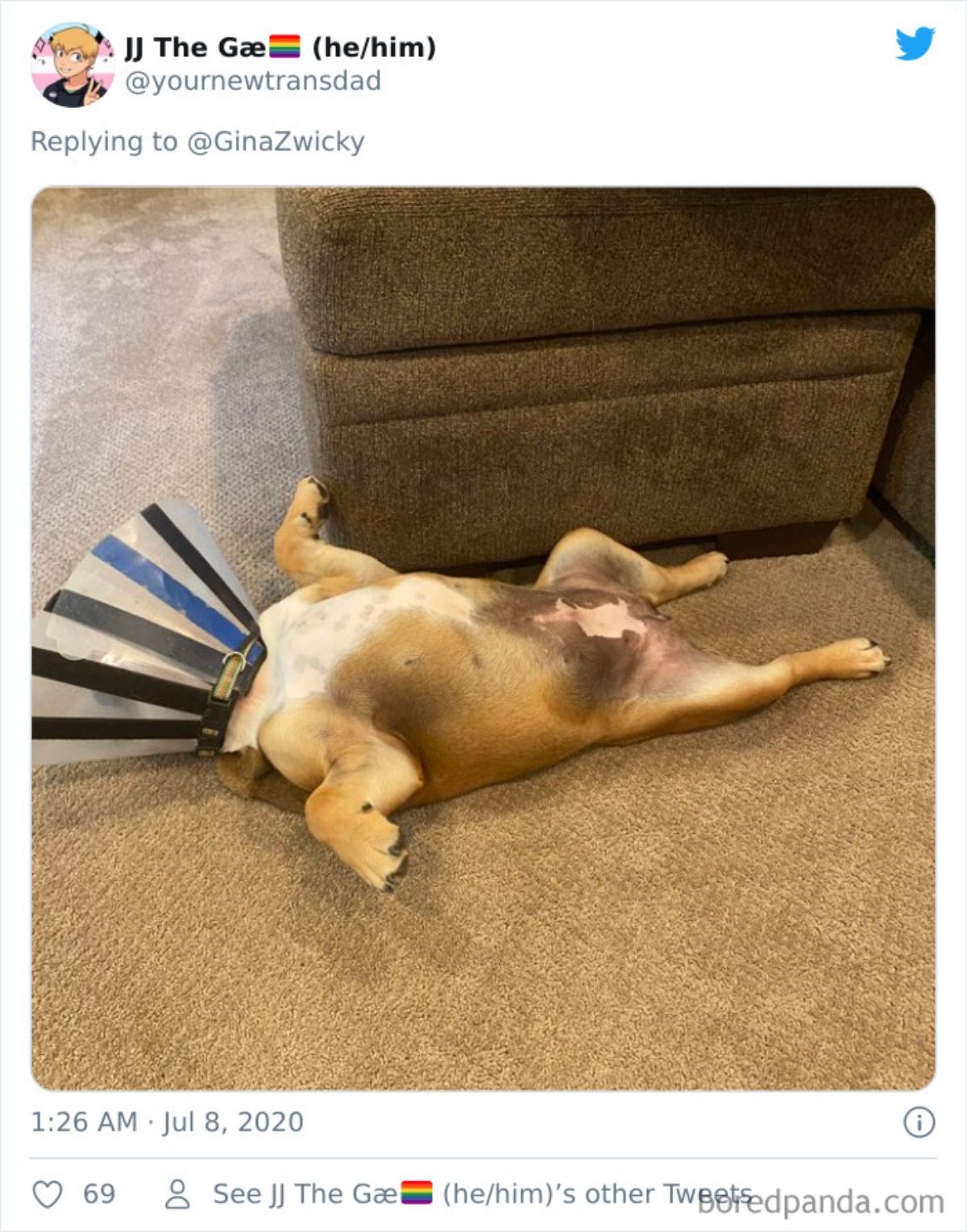 tweet of a brown and white dog laying belly up on brown carpet with a blue and black striped cone on its head