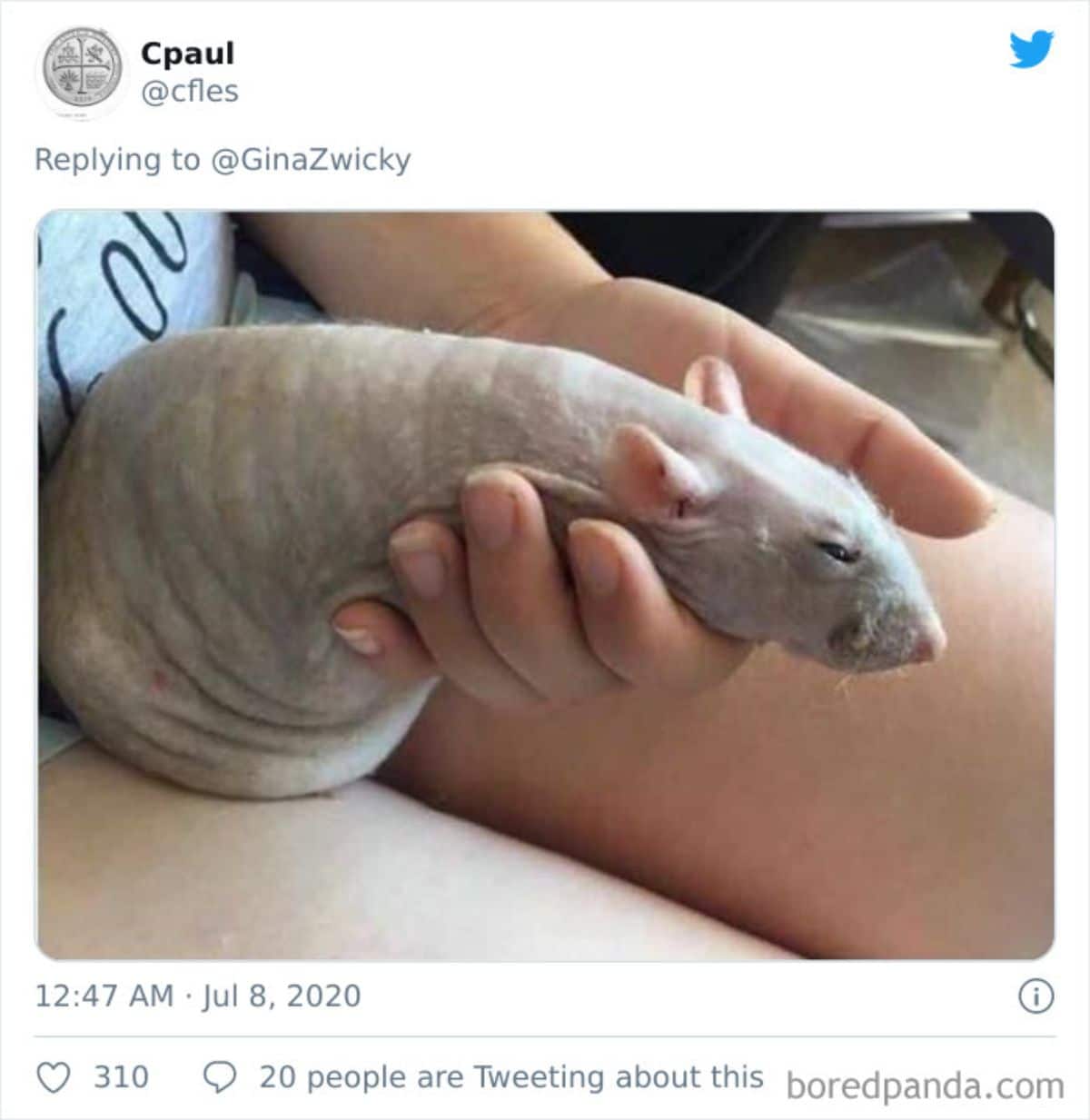 tweet of a grey hairless rat being held by someone