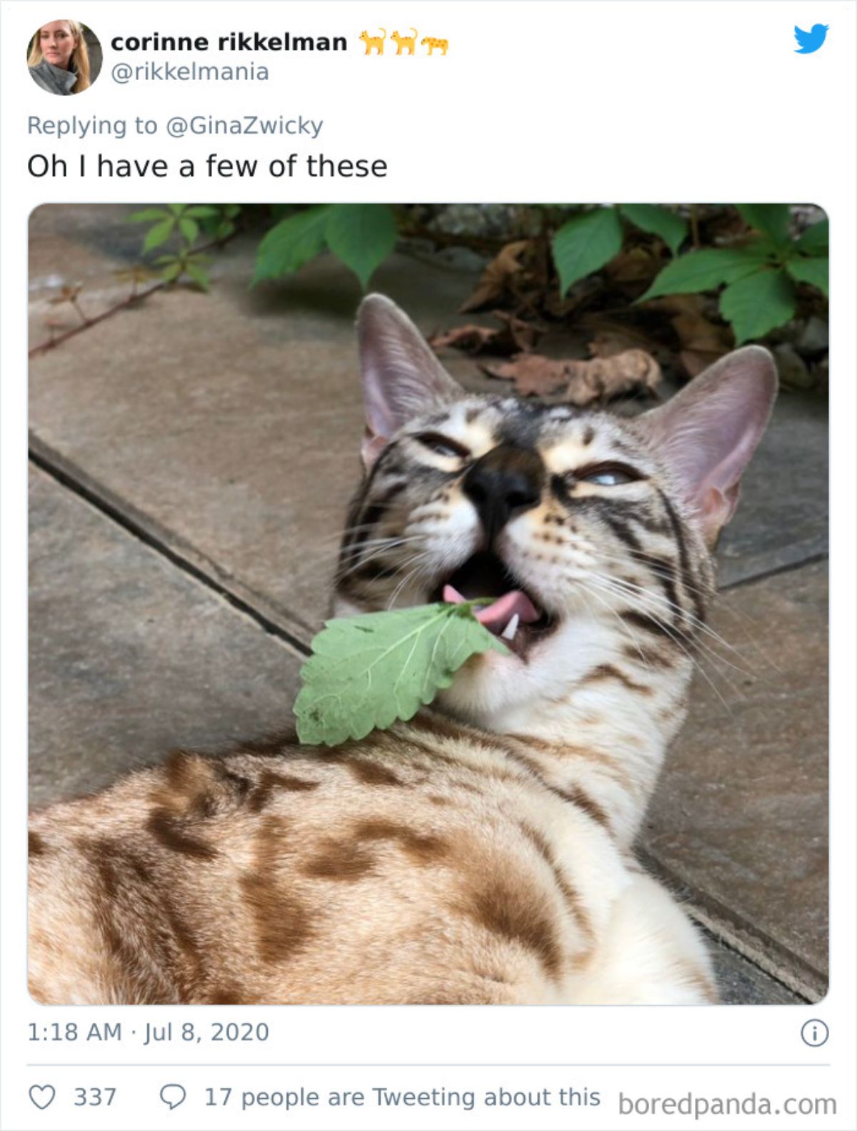 tweet of a brown tabby laying on the ground with a leaf in its open mouth