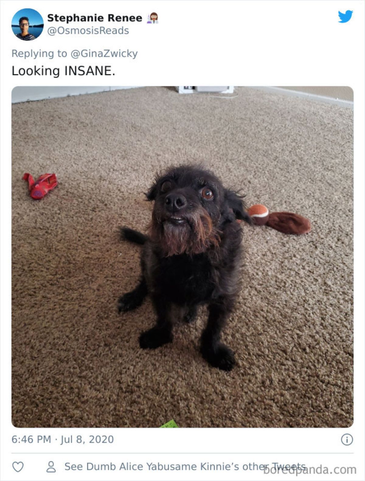 tweet of a brown scraggly dog standing on a brown carpet