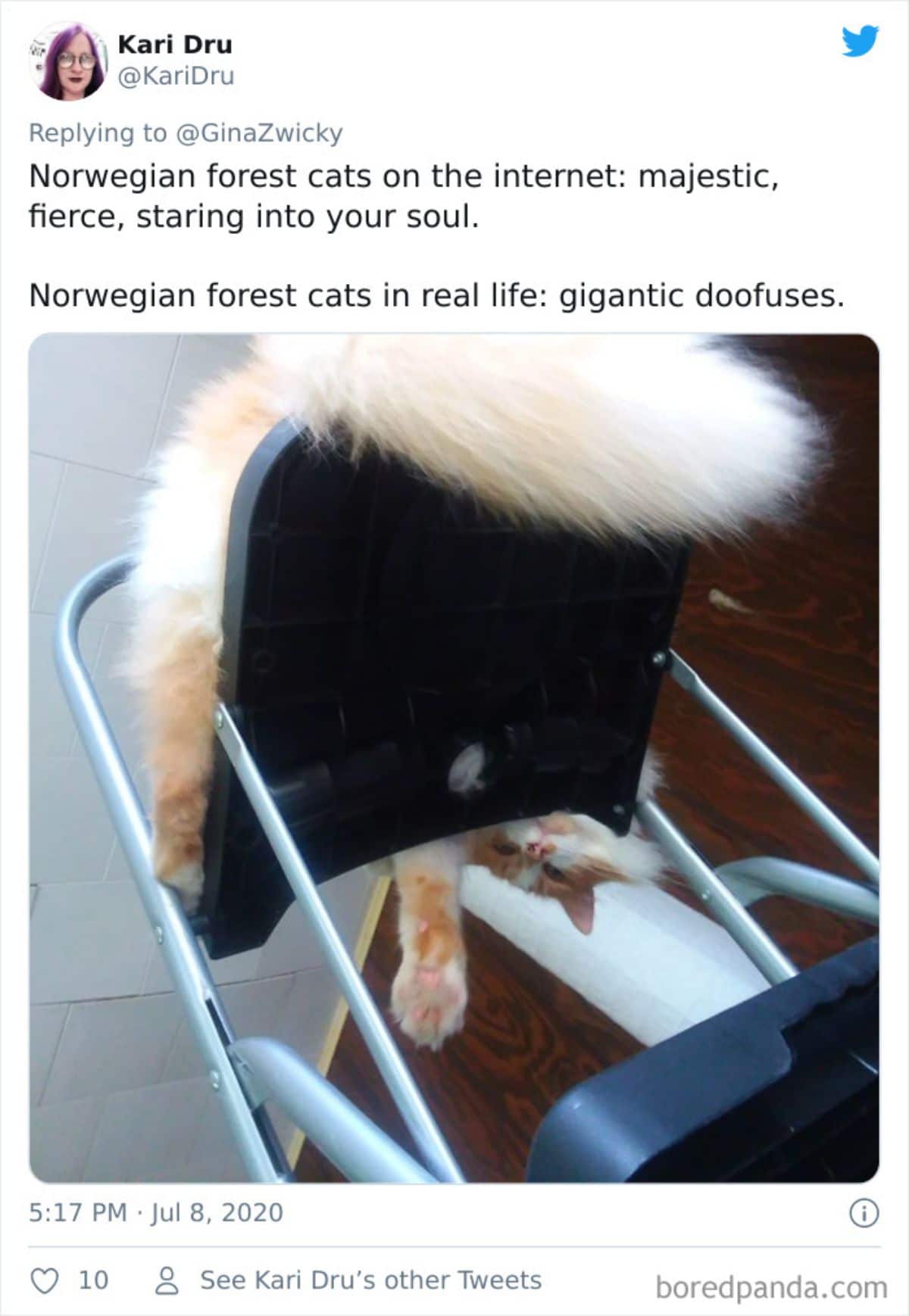 tweet of a photo of an orange and white fluffy cat sitting on a metal chair peeking down