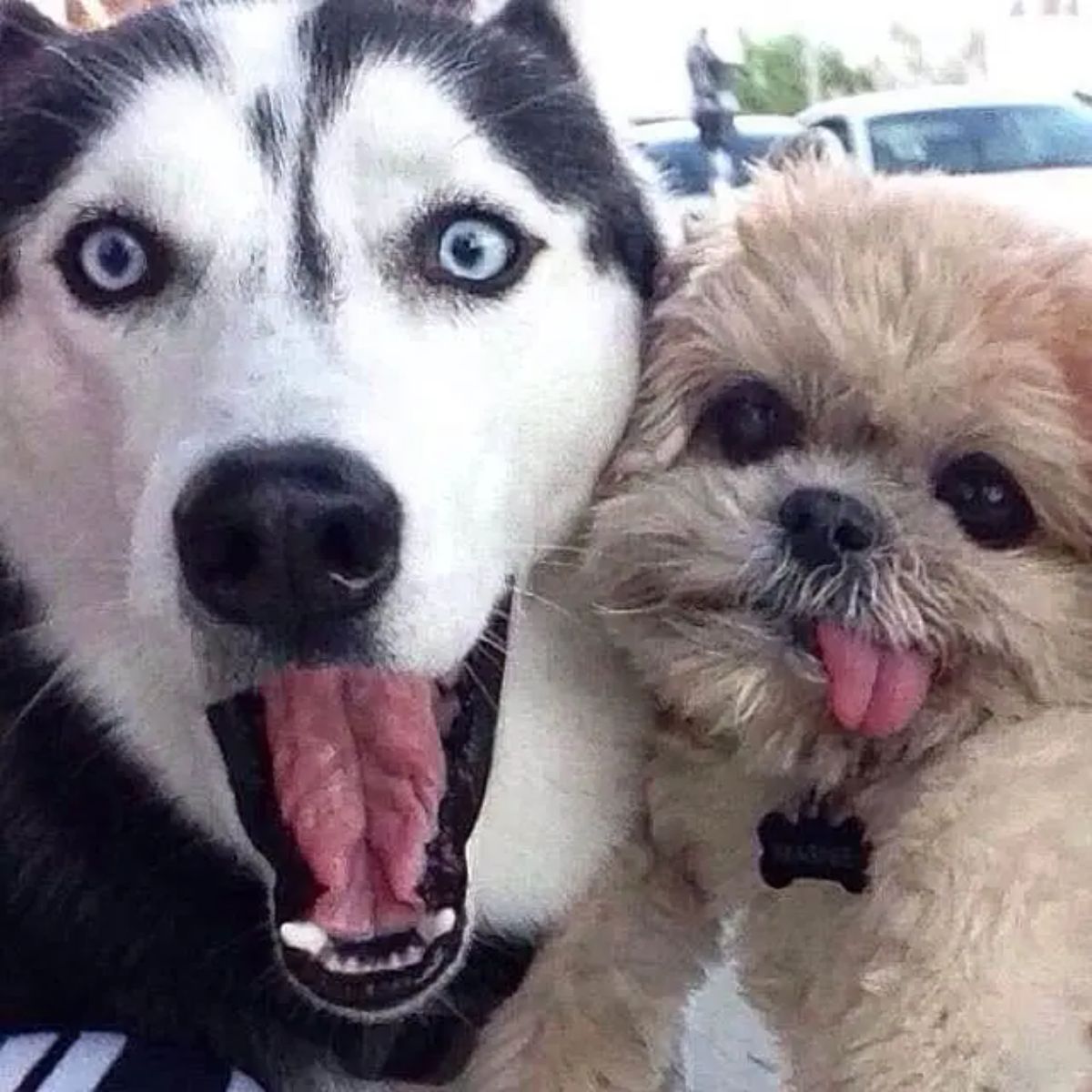 black and white husky and brown fluffy dog looking at the camera with their tongues hanging out