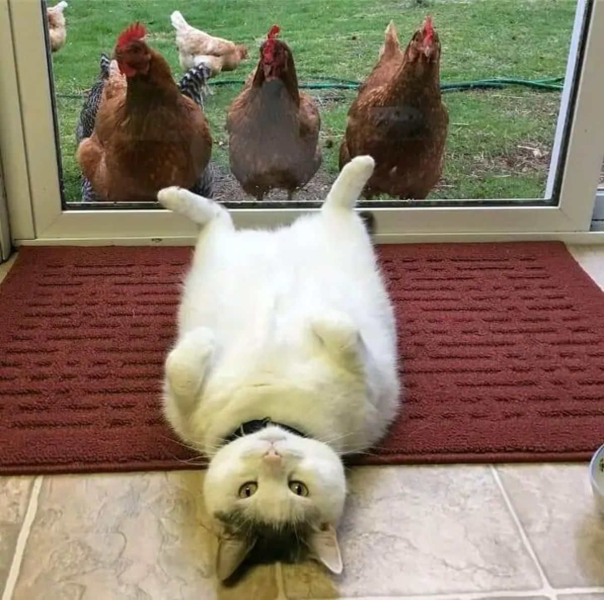 white and black cat laying belly up on a red carpet in front of a glass door with brown and black and white chickens on the other side