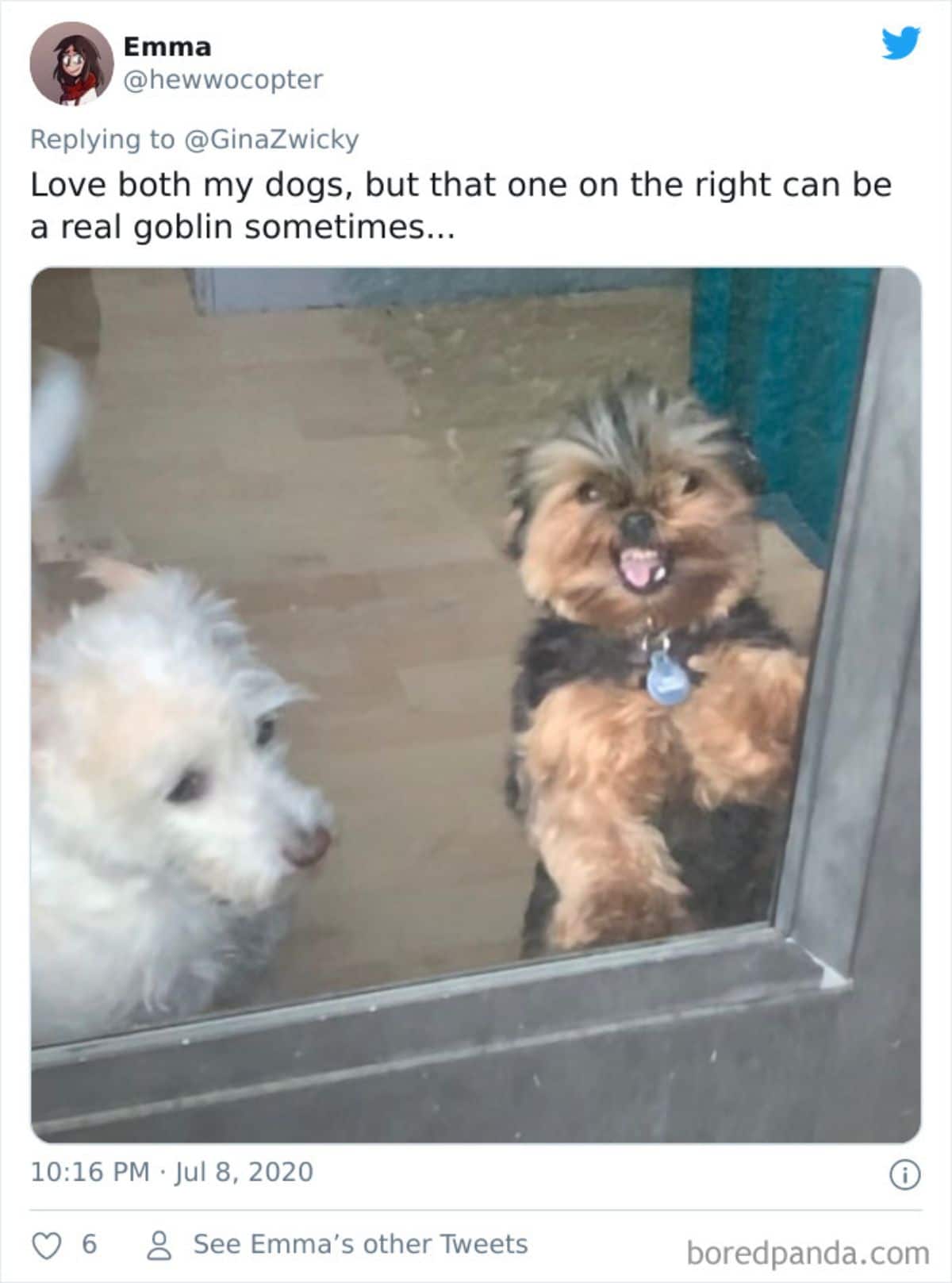 tweet of a white fluffy dog and brown and black fluffy dog at a glass door with the brown and black dog standing upright and growling