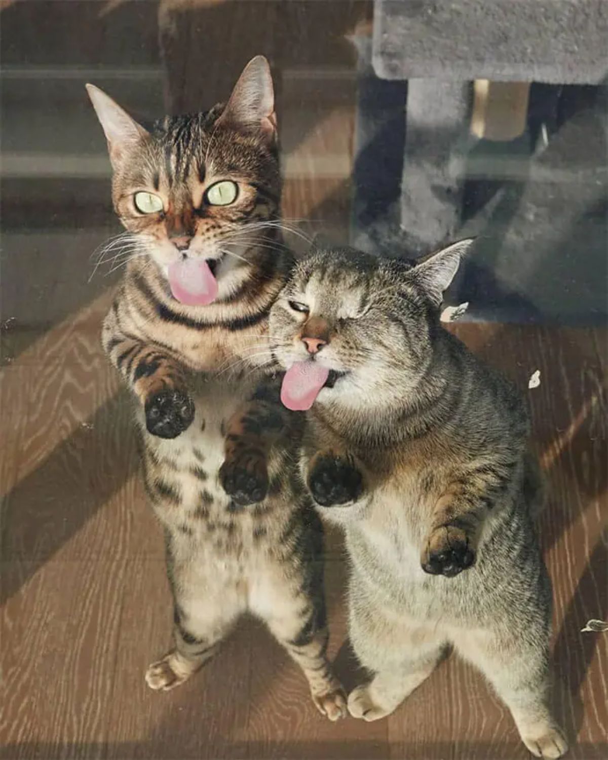 2 brown tabby cats licking a glass door with their tongues sticking out