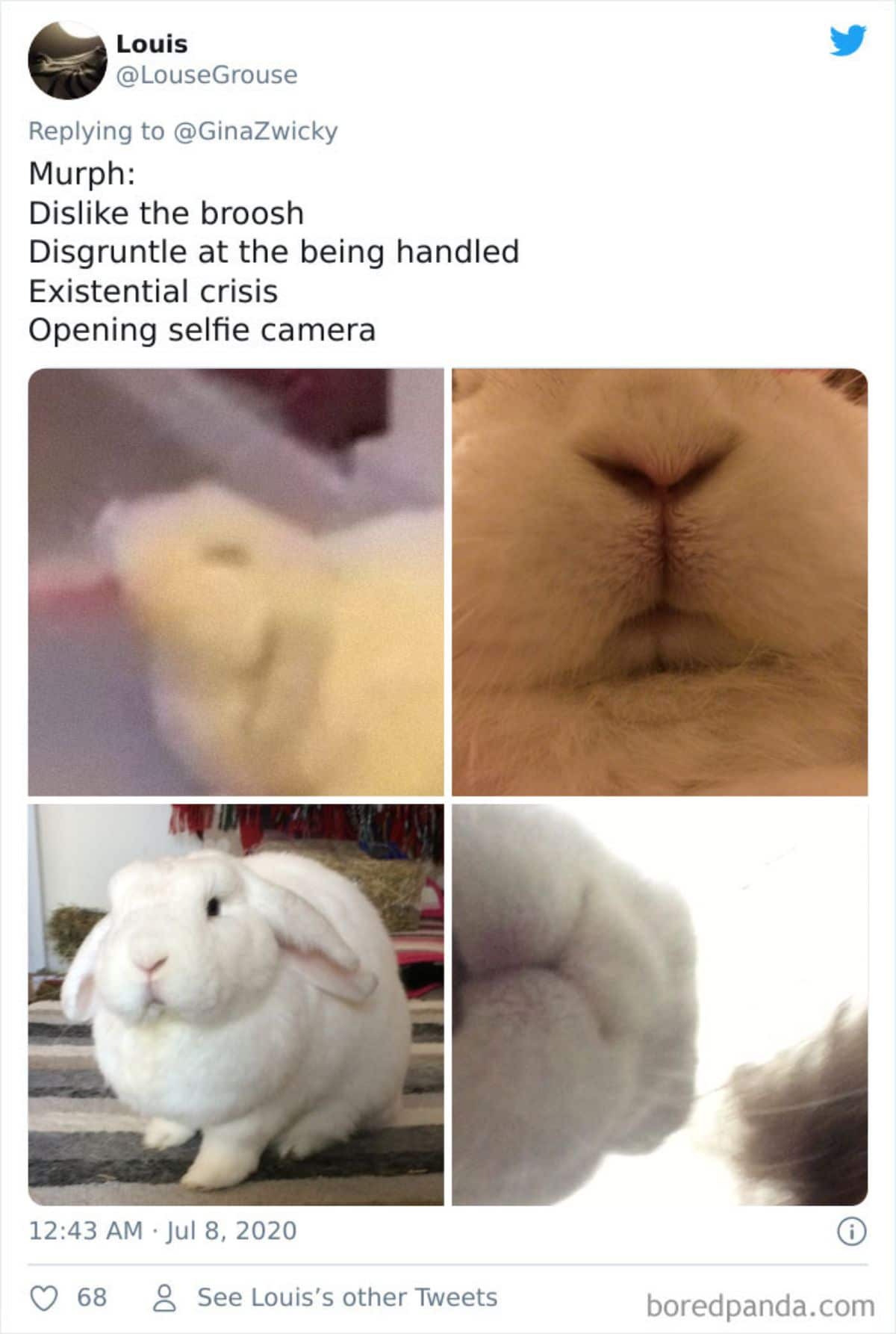 tweet of a set of 4 photos of a white rabbit and close ups of its face