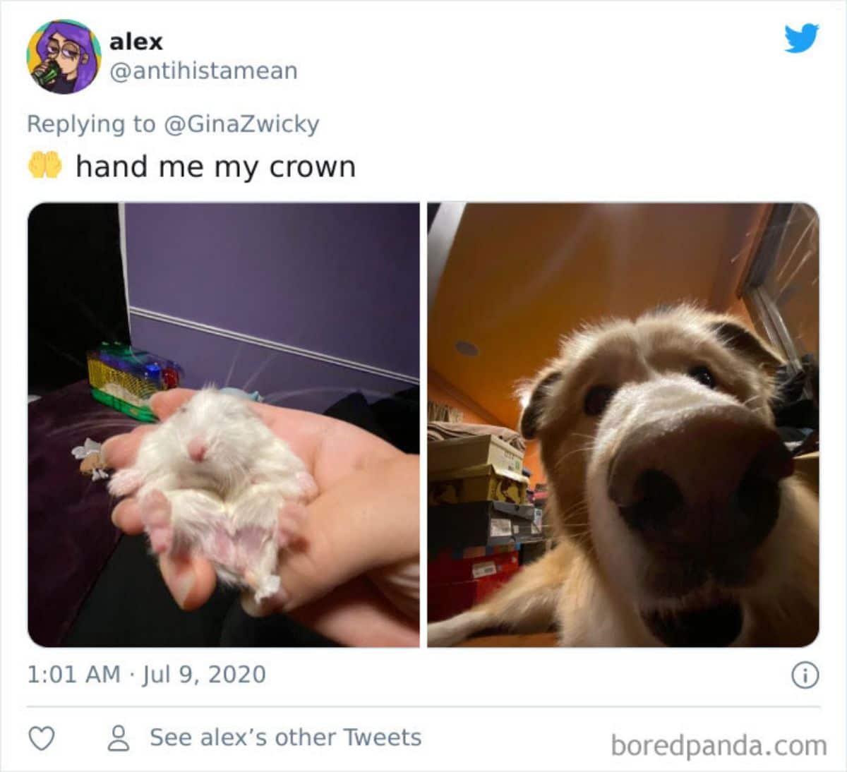 tweet of a white hamster being held in a hand and a close up of a brown and white dog's face