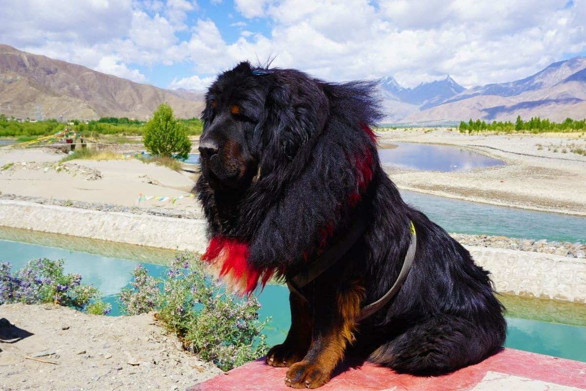 Huge Tibetan Mastiff with colofull scarf and strap sitting near river