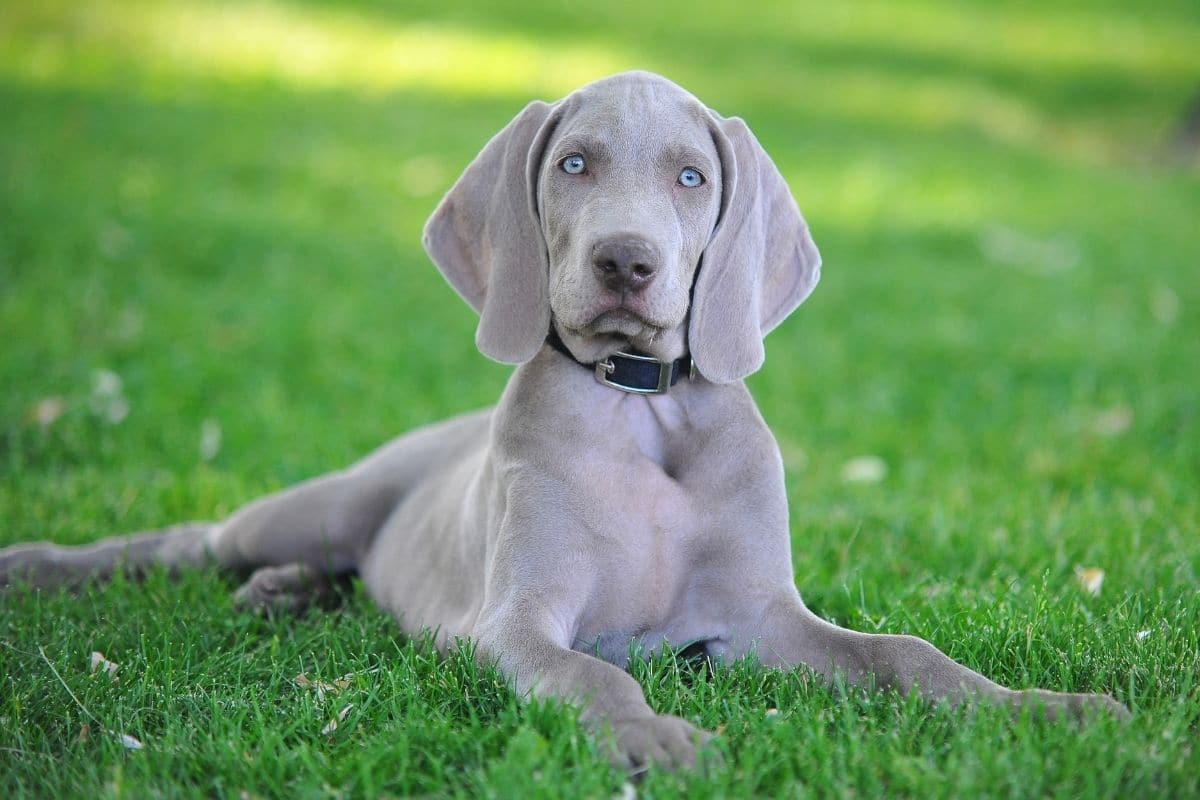  Gray Weimaraner with black collar lying on the green grass