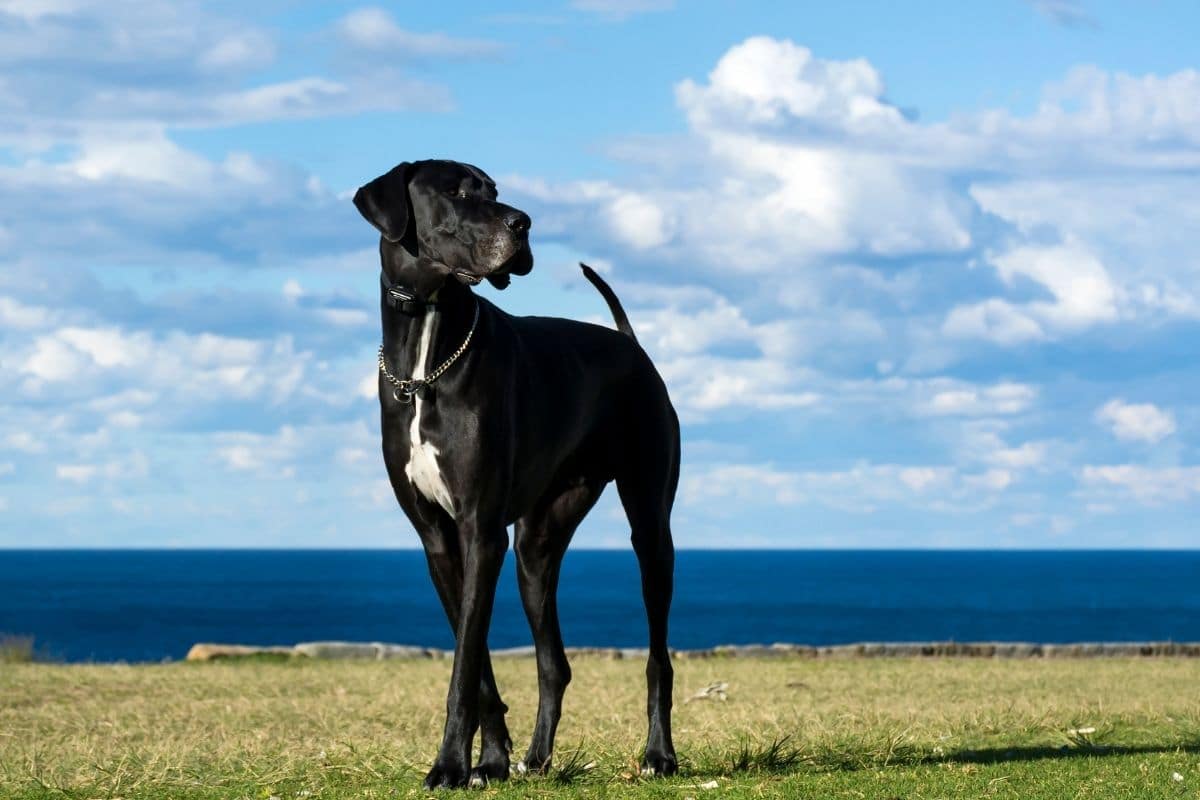 Black tall elegant Great Dane standing on green grass near sea