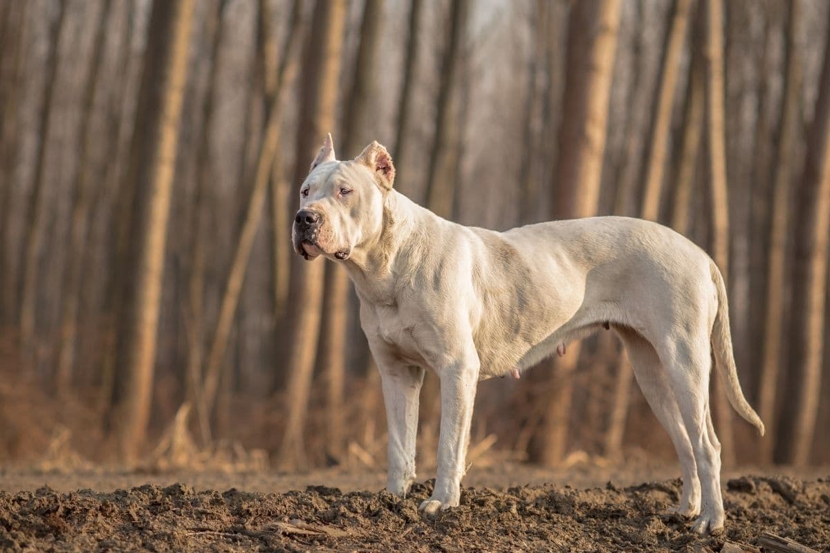 White Dogo Argentino female standing on gravel near forest