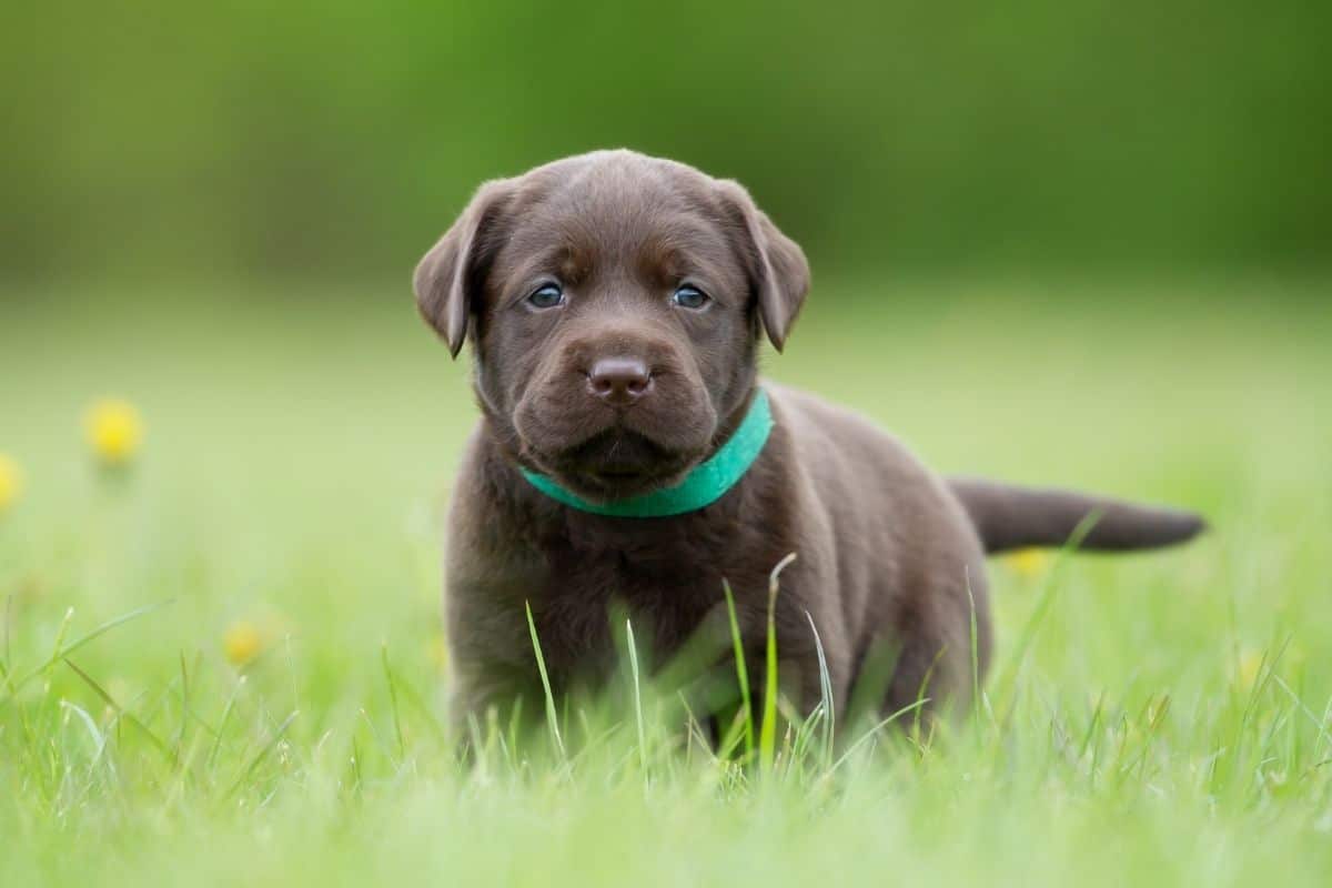 Chocolate labrador with green collar standing in green grass
