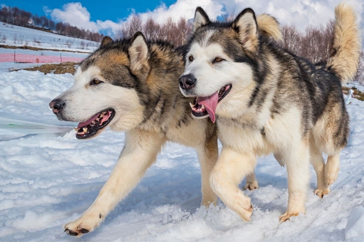 Two huskies runnin on snow