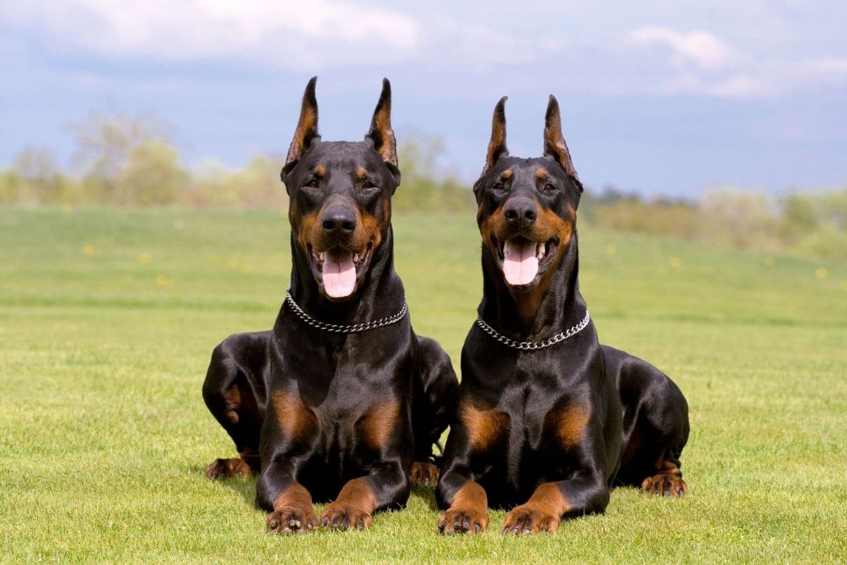 Two purebreed dobermans lying on green grass