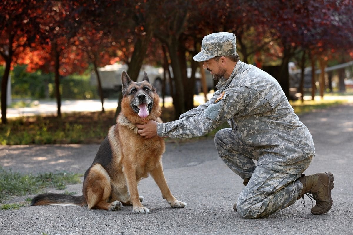 Military GSD getting petted by soldier in unifrom