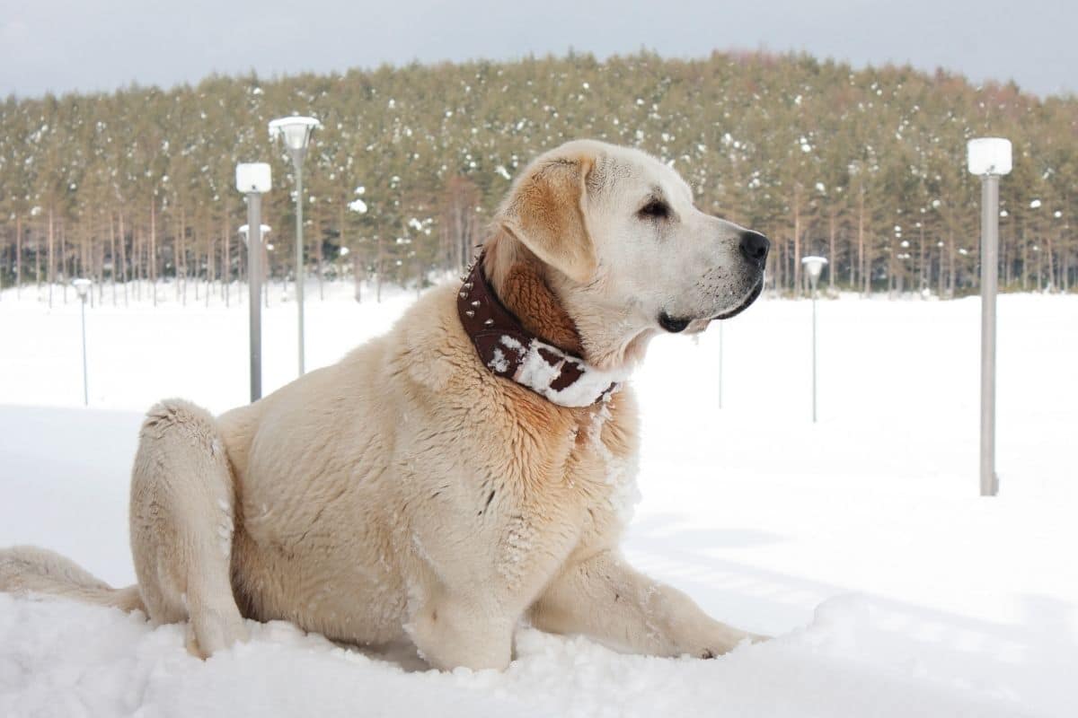 Turkish white Kangal lying in snow near forest