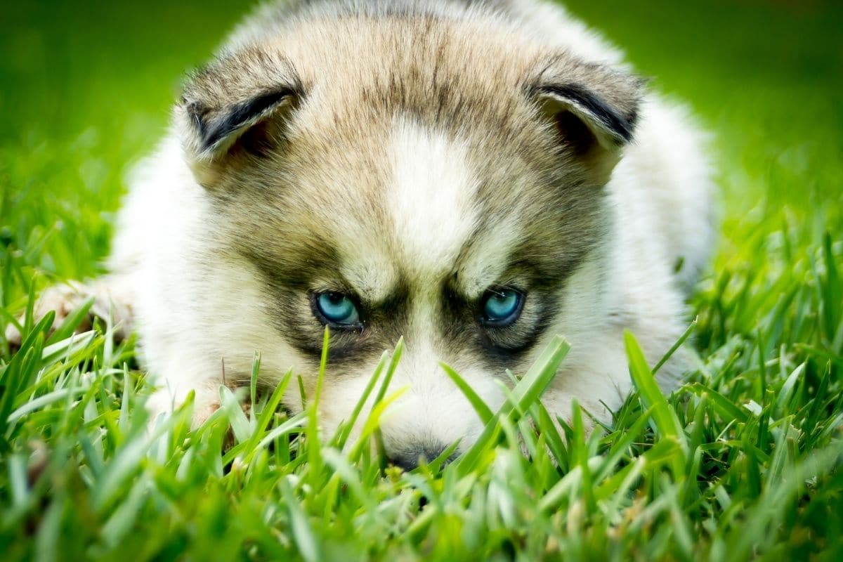 White husky puppey with amazing blue eyes lying on green grass