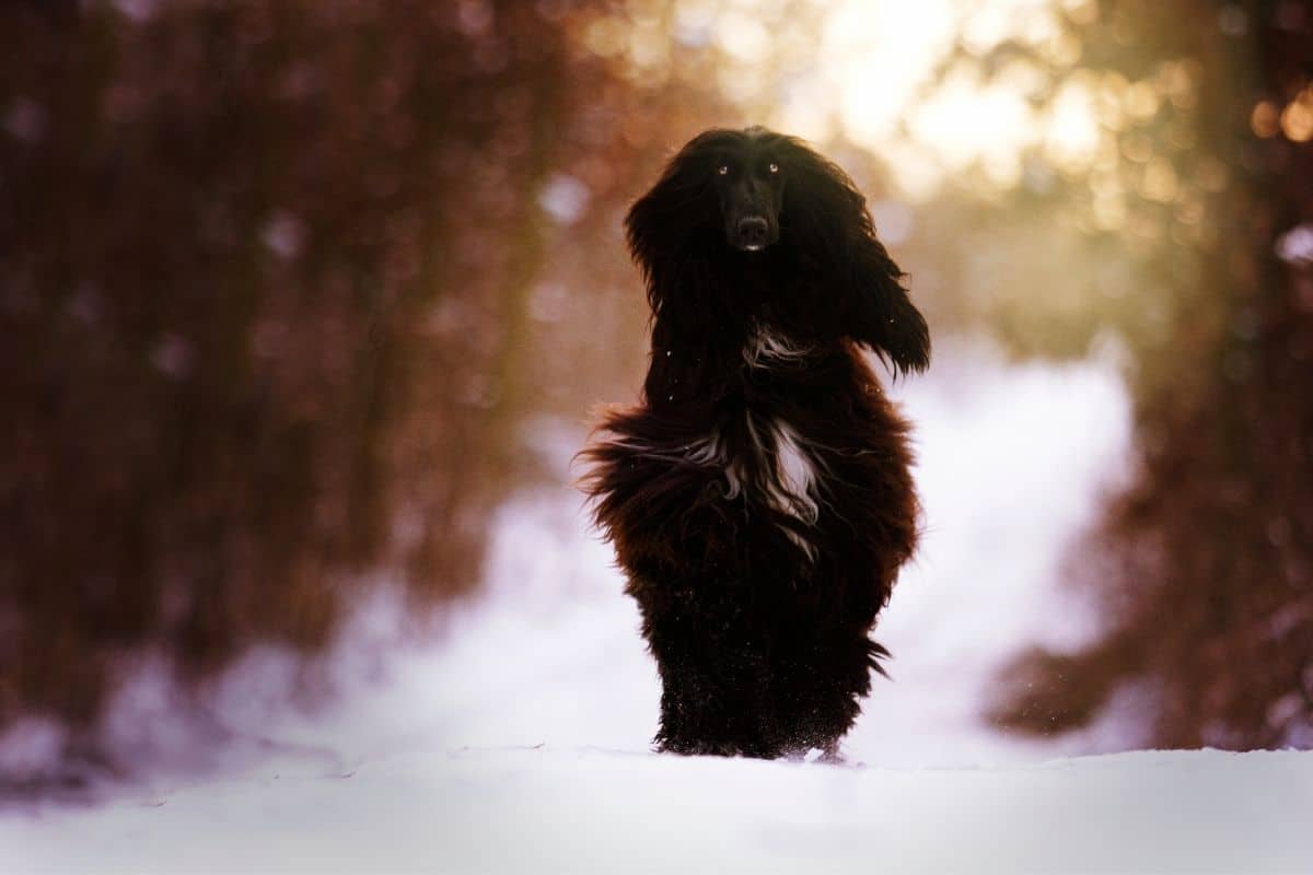 Epic shot of black fluffy elegant dog stading in snow