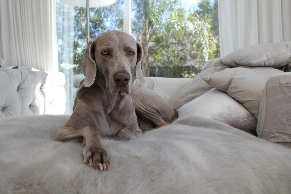 Elegant looking gray dog lying on gray bed