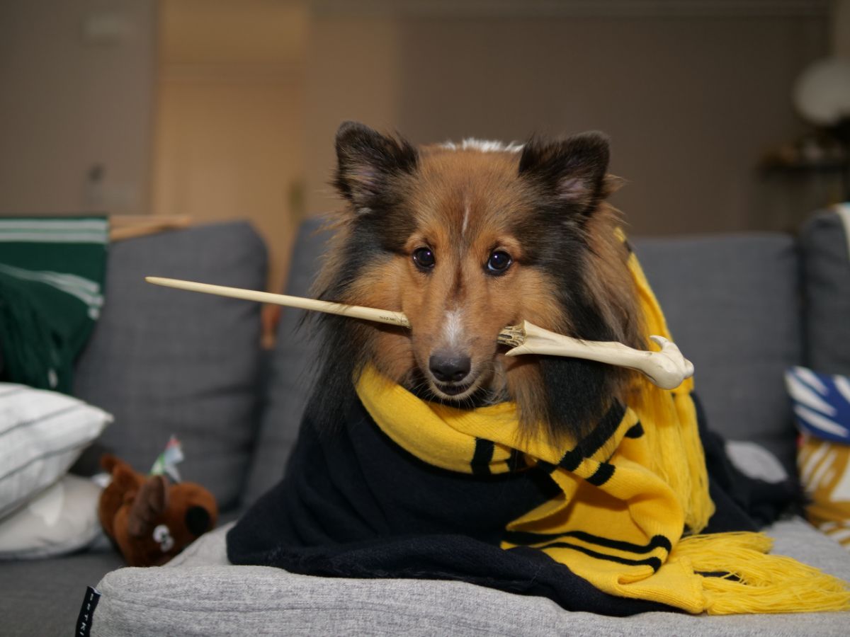 Fluffy dog with magic stick in mouth, harry potter blanket, sitting on gray sofa