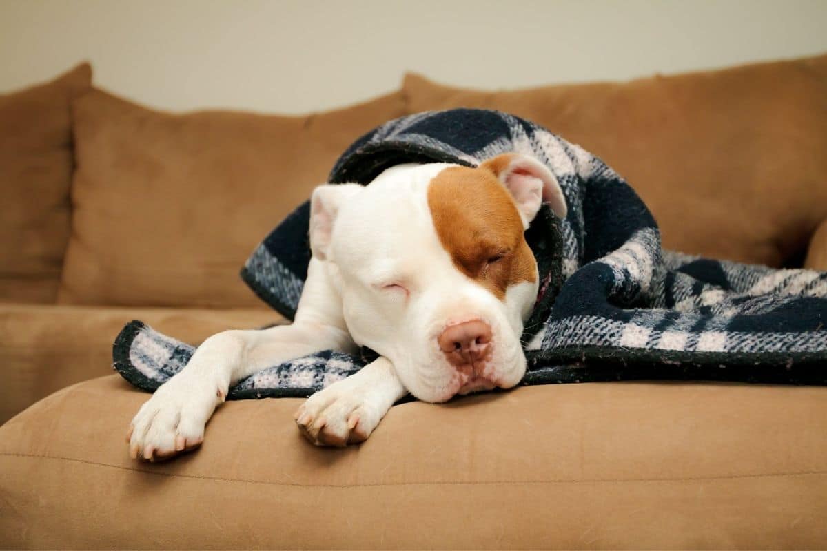White brown pitbull sleeping under blanket on brown sofa