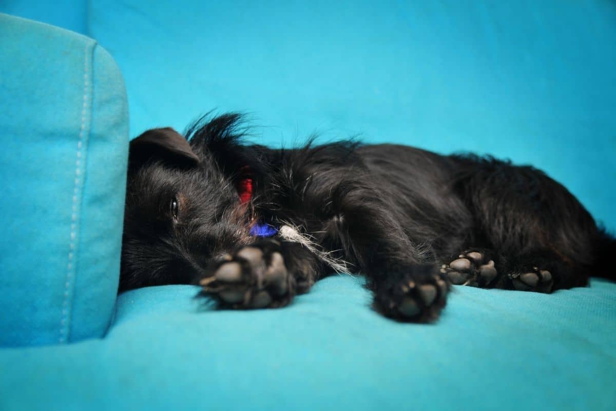 Tired and sleepy black puppy lying on ocean blue sofa