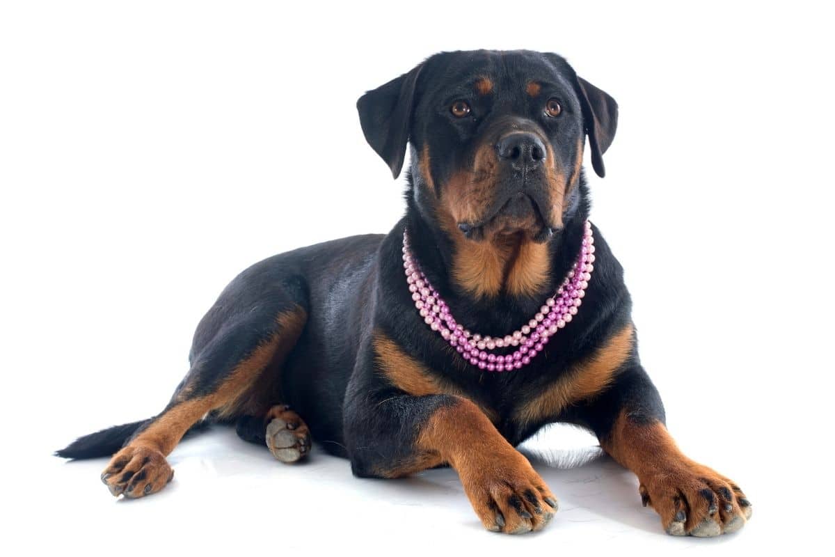 Female Rottweiler with pink pearl collars lying on the ground, white background