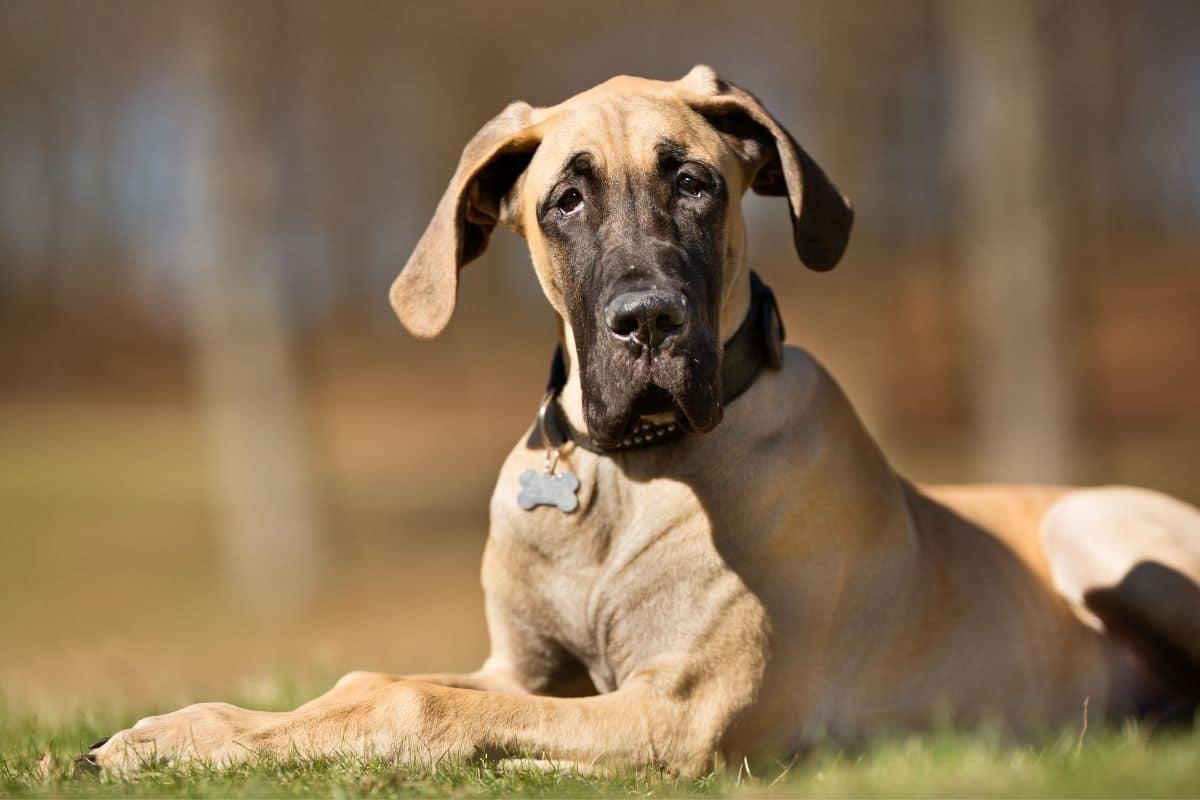 Huge tan Great Dane with leather collar and bone tag lying on the green grass