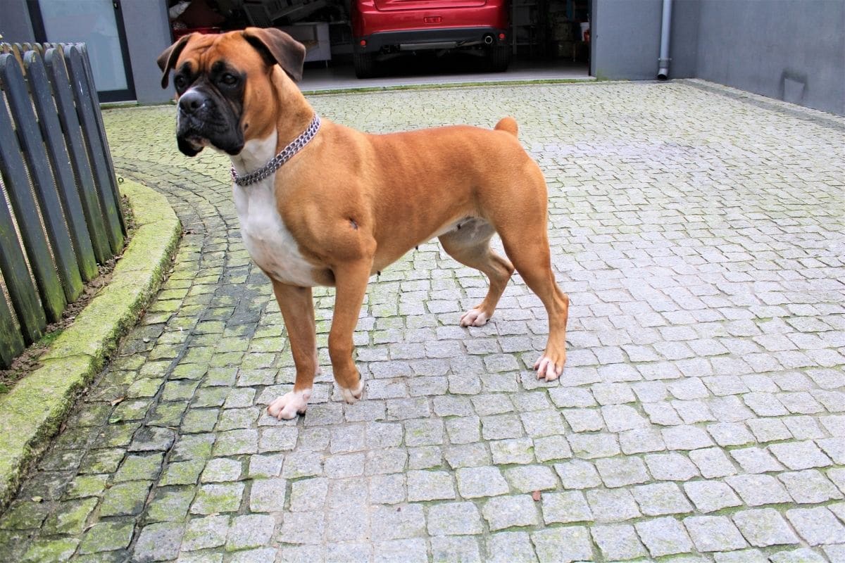 Brown female Boxer stanind on the block road near wooden fence