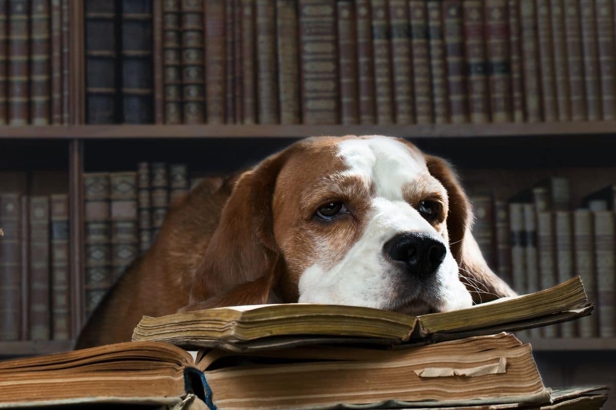 Brown white dog with face on opens books looking bored