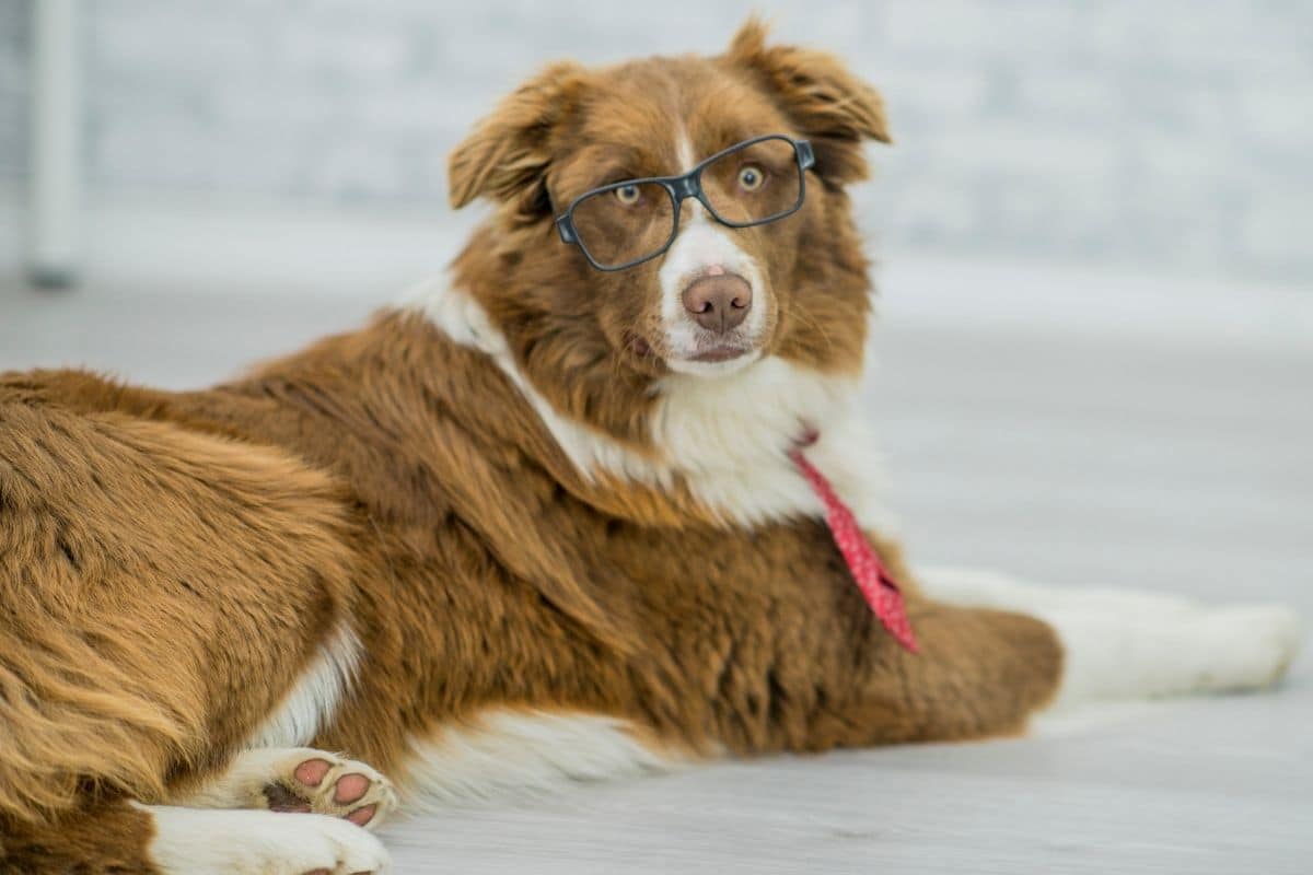 Brown white dog with glasses lying on the white floor with red and white tie
