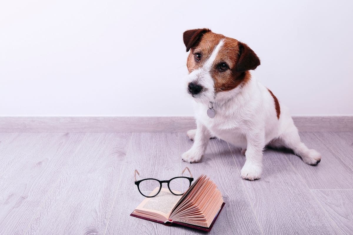 Small white brown dog sitting on floor near book and glasses