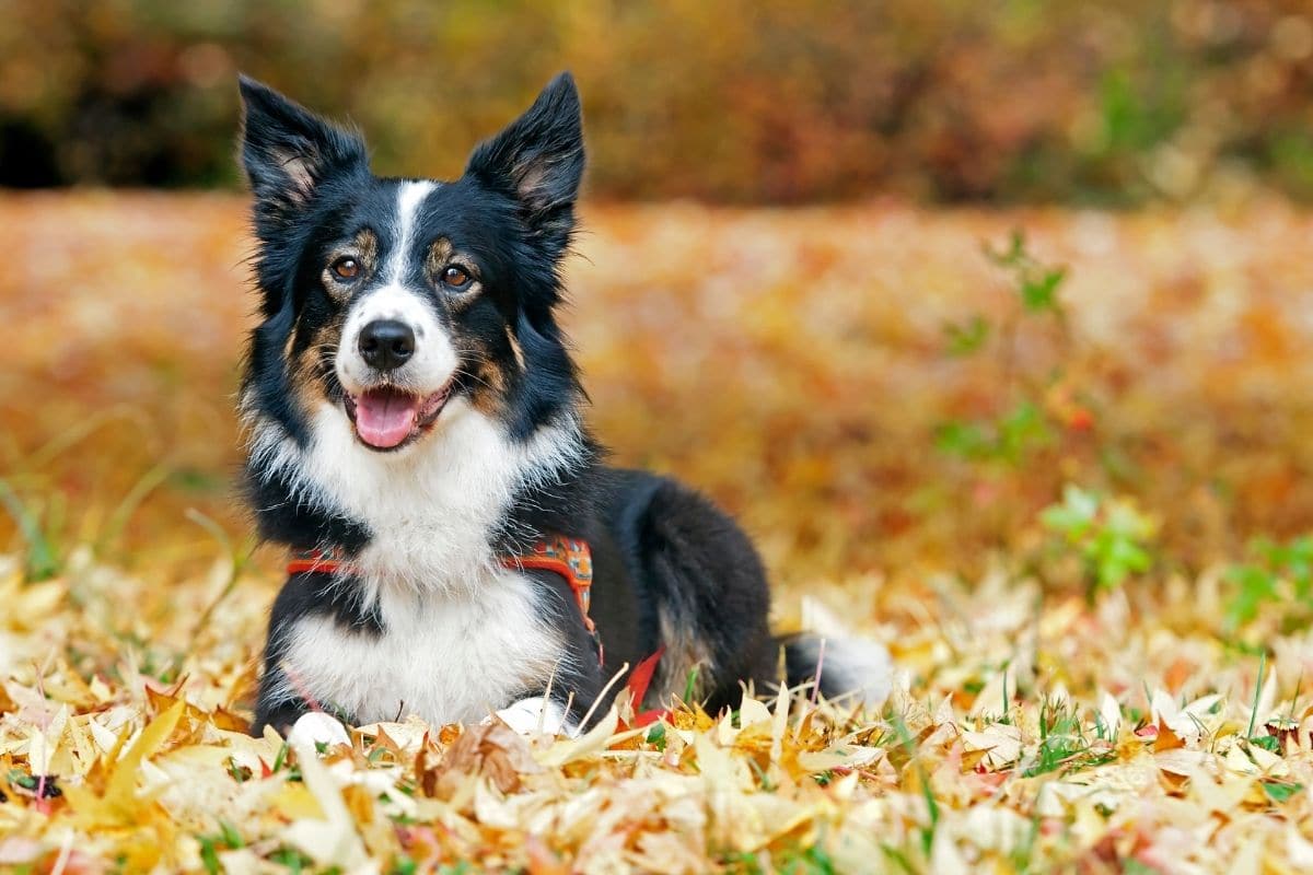 Border Collie with folorful collar/scarf sitting on grass nad leaves