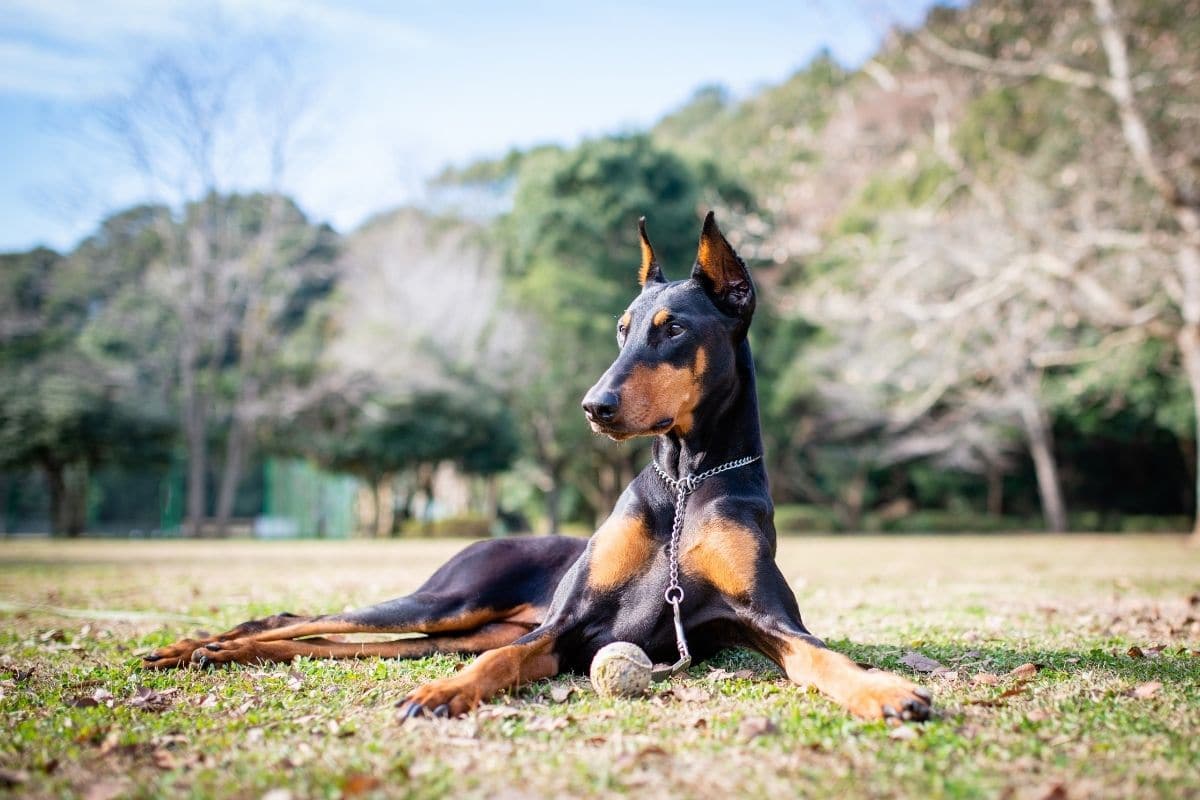 Cool looking black and brown Doberman lying on the grass in park
