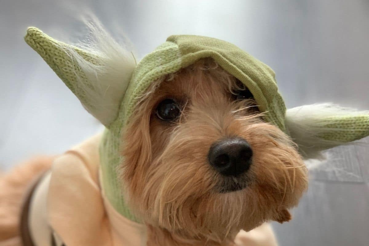 Tiny cute dog wearing yoda hat costume