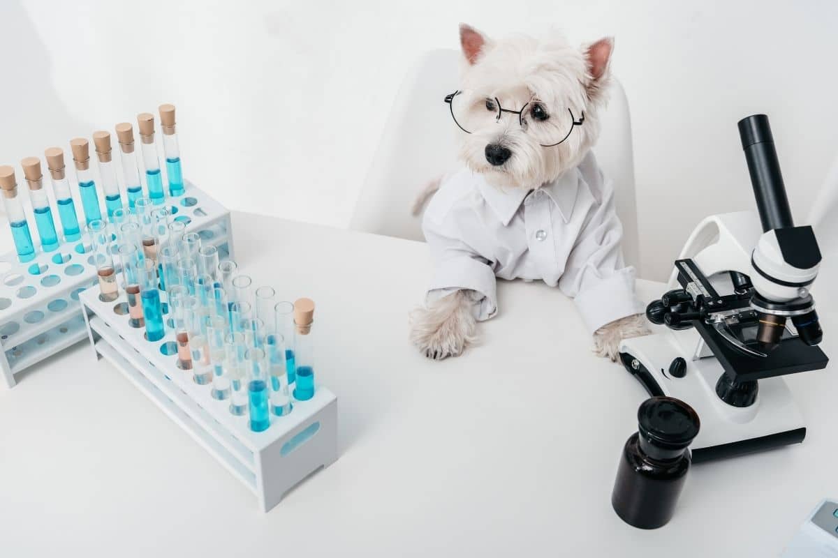 White small dog in scientist jacket near vials and microscope