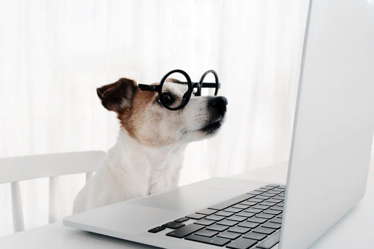 White brown dog with glasses lookin into laptop, sitting on white chair