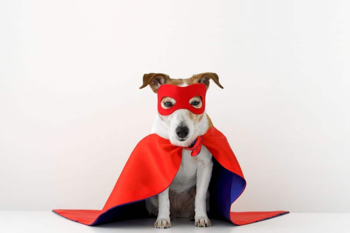 Small white brown dog wearing a superhero costume, white background