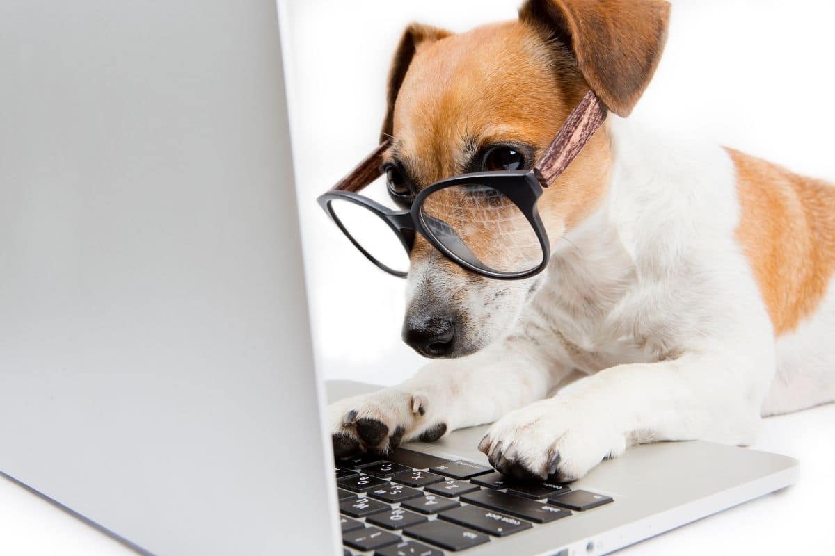 Brown and white small dog with glasses looking into laptop with paws on laptop keyboard