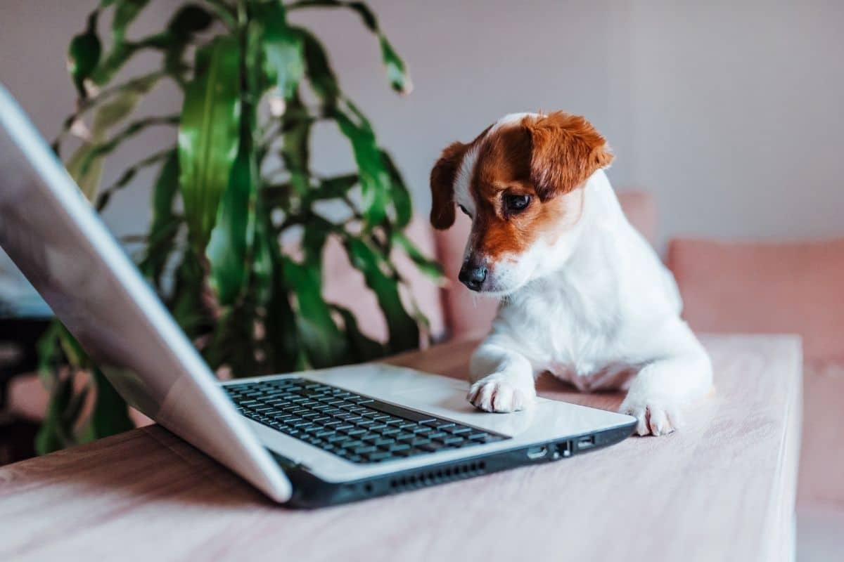 Red white small dog looking into laptop on table near plant
